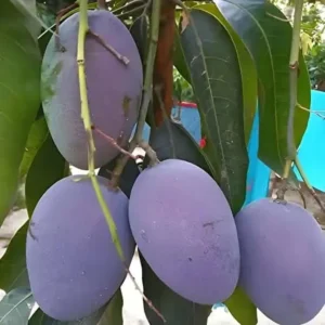 Kasturi Mango
