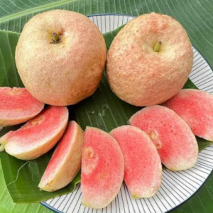 Thai Red King Guava Plant| BUy Live Guava Plant Online in India| Khurpi