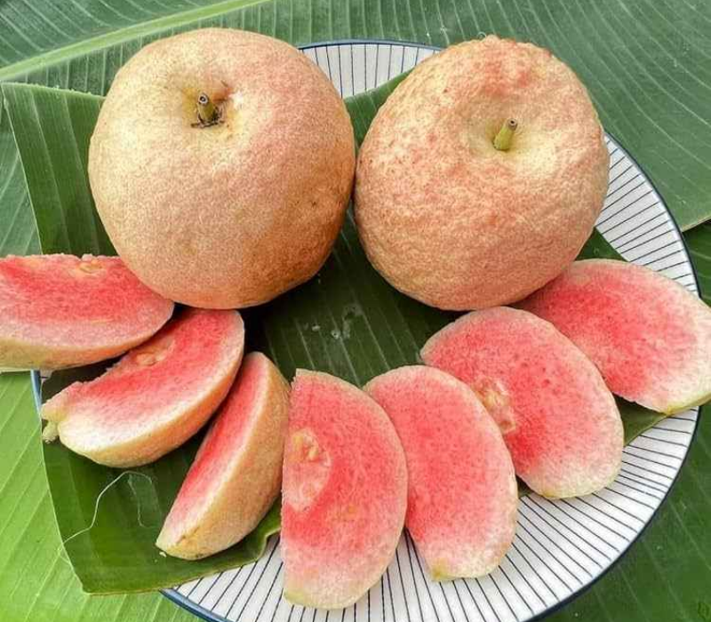 Thai Red King Guava Plant| BUy Live Guava Plant Online in India| Khurpi