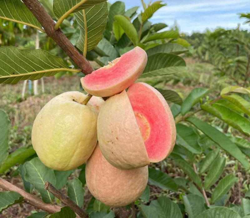 Thai Red King Guava Plant| BUy Live Guava Plant Online in India| Khurpi - Image 2