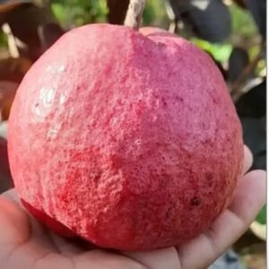 Black Diamond Guava (Grafted)| Buy Live Guava Plant Online in India| Khurpi