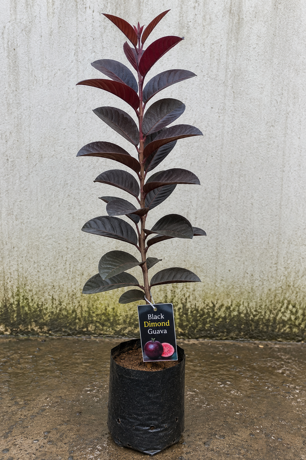 Black Diamond Guava (Grafted)| Buy Live Guava Plant Online in India| Khurpi - Image 2