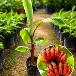 Red Banana Plant| Buy Live Banana Plant Online in India| Khurpi