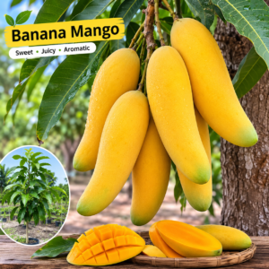 Banana Mango Plant (Grafted)| Buy Live Mango Plant Online in India| Khurpi
