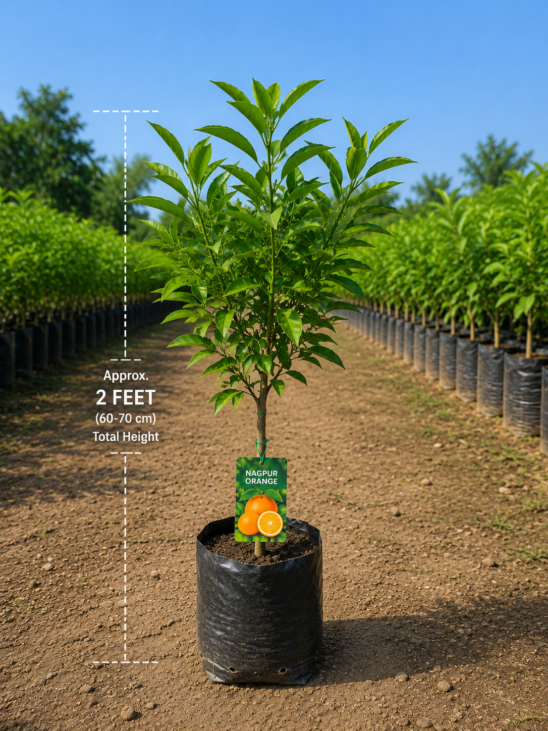 Nagpur Orange Plant (Grafted) | Buy Live Orange Plant Online in India | Khurpi - Image 2