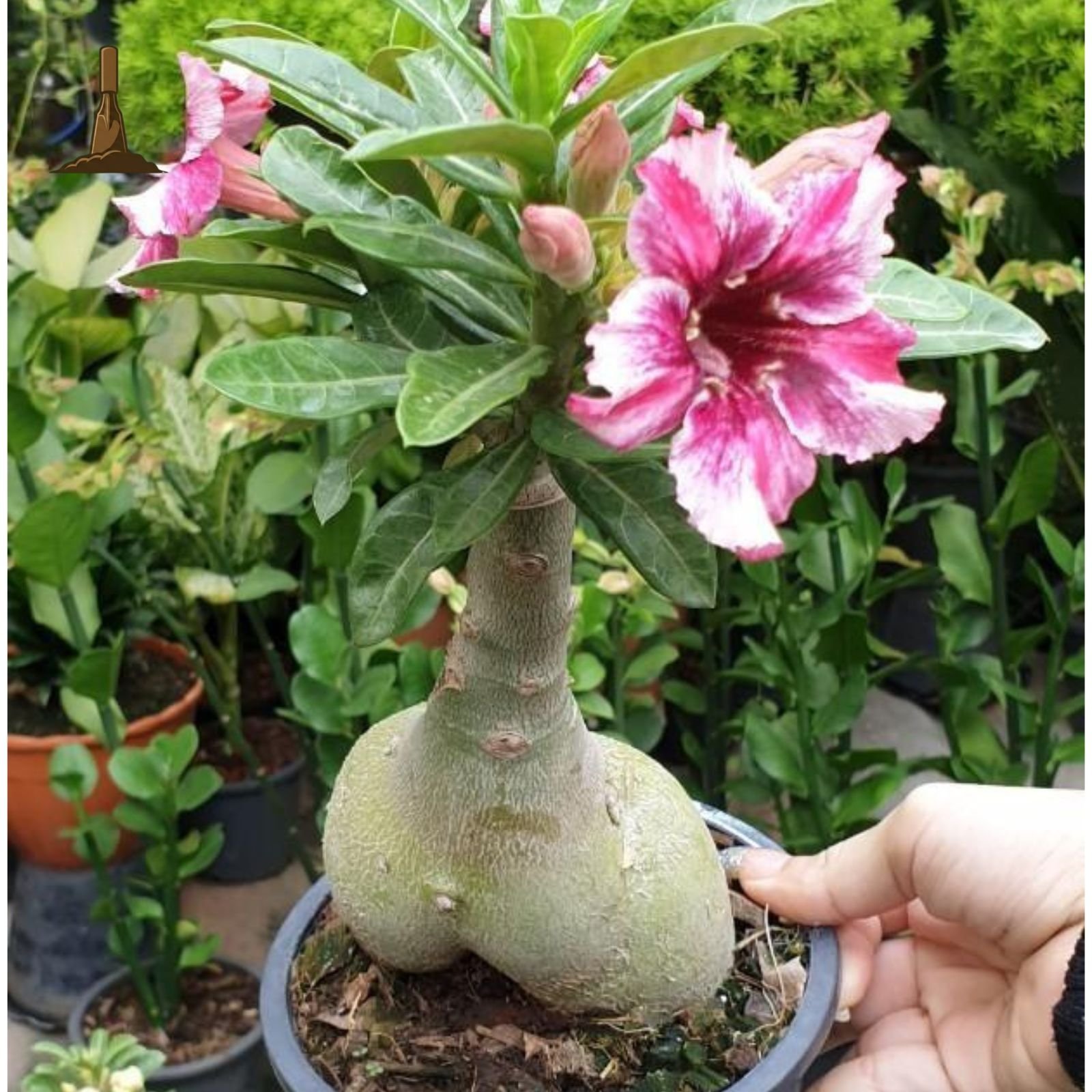 Adenium Plants -Khurpi Gardens