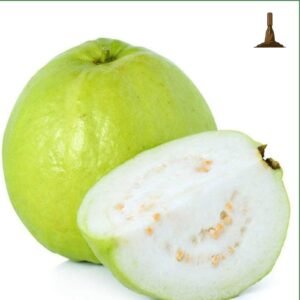 Allahabadi Safeda Guava -Khurpi Gardens