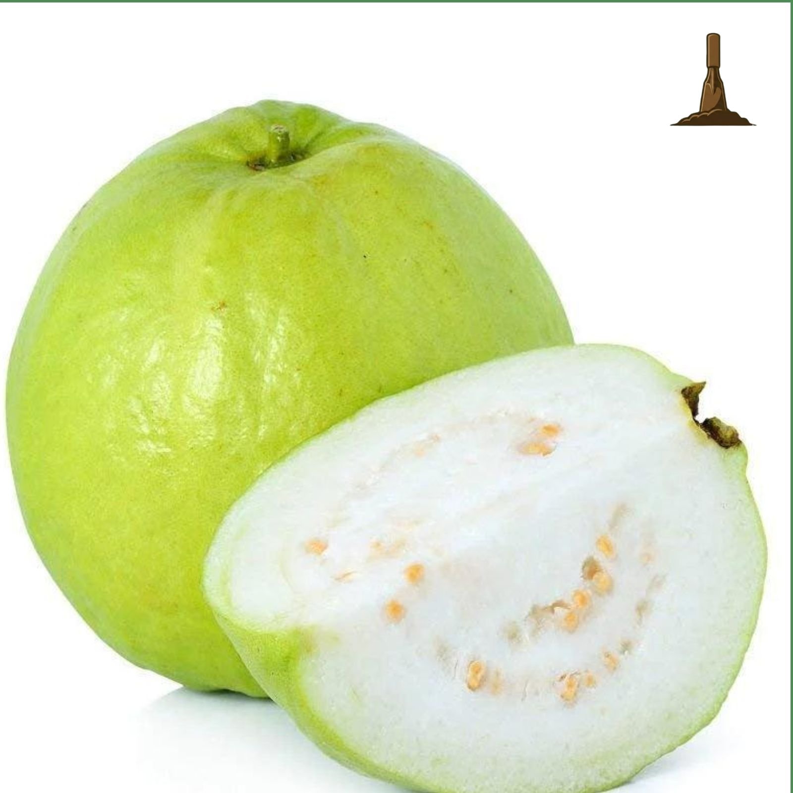 Allahabadi Safeda Guava -Khurpi Gardens