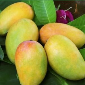 Kesar Mango -Khurpi Gardens
