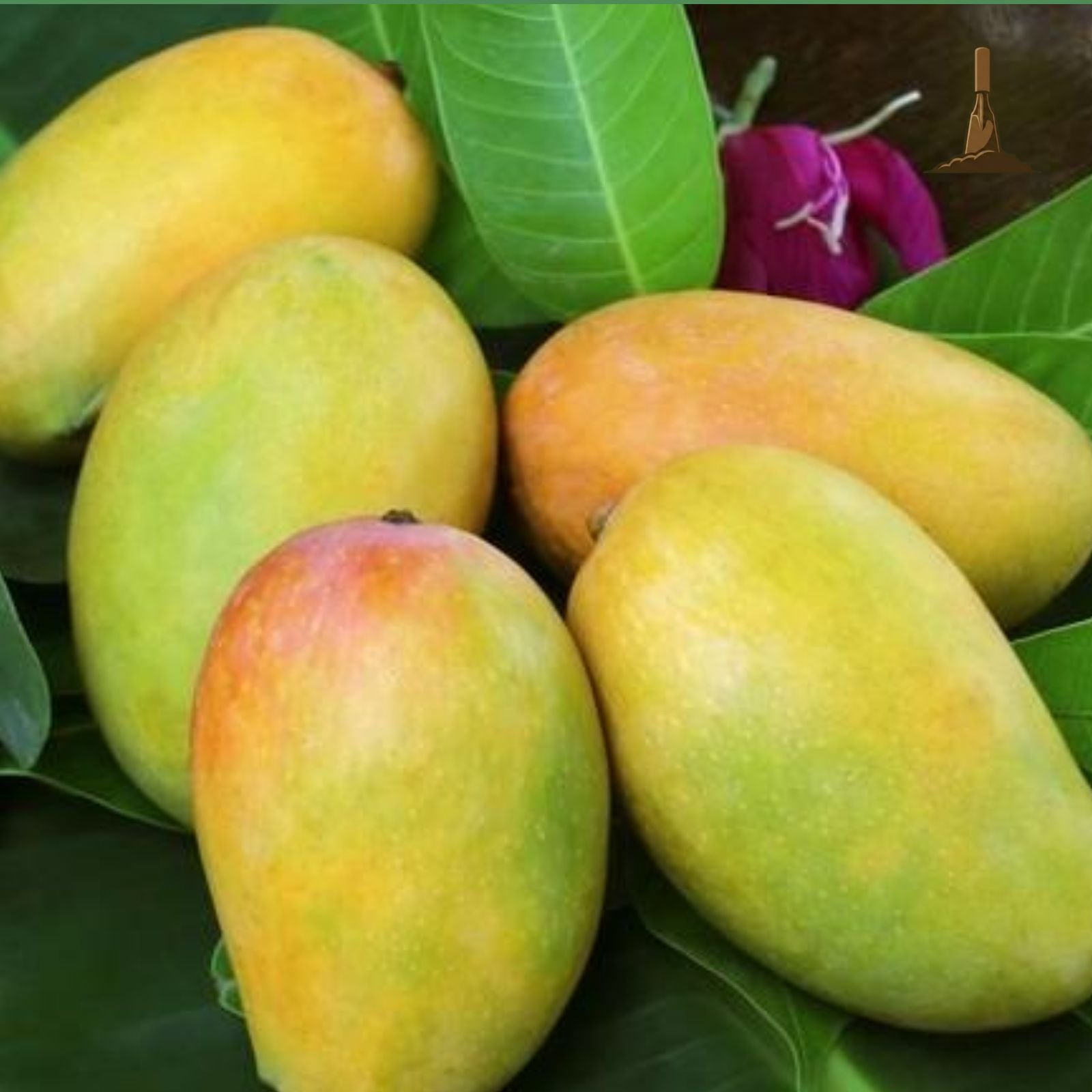 Kesar Mango -Khurpi Gardens