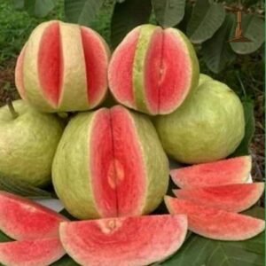 Red Diamond Guava -Khurpi Gardens