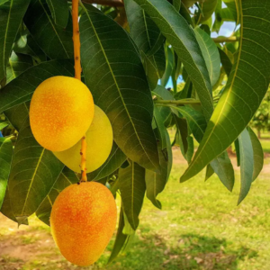 Alphonso Mango