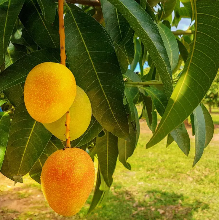 Alphonso Mango