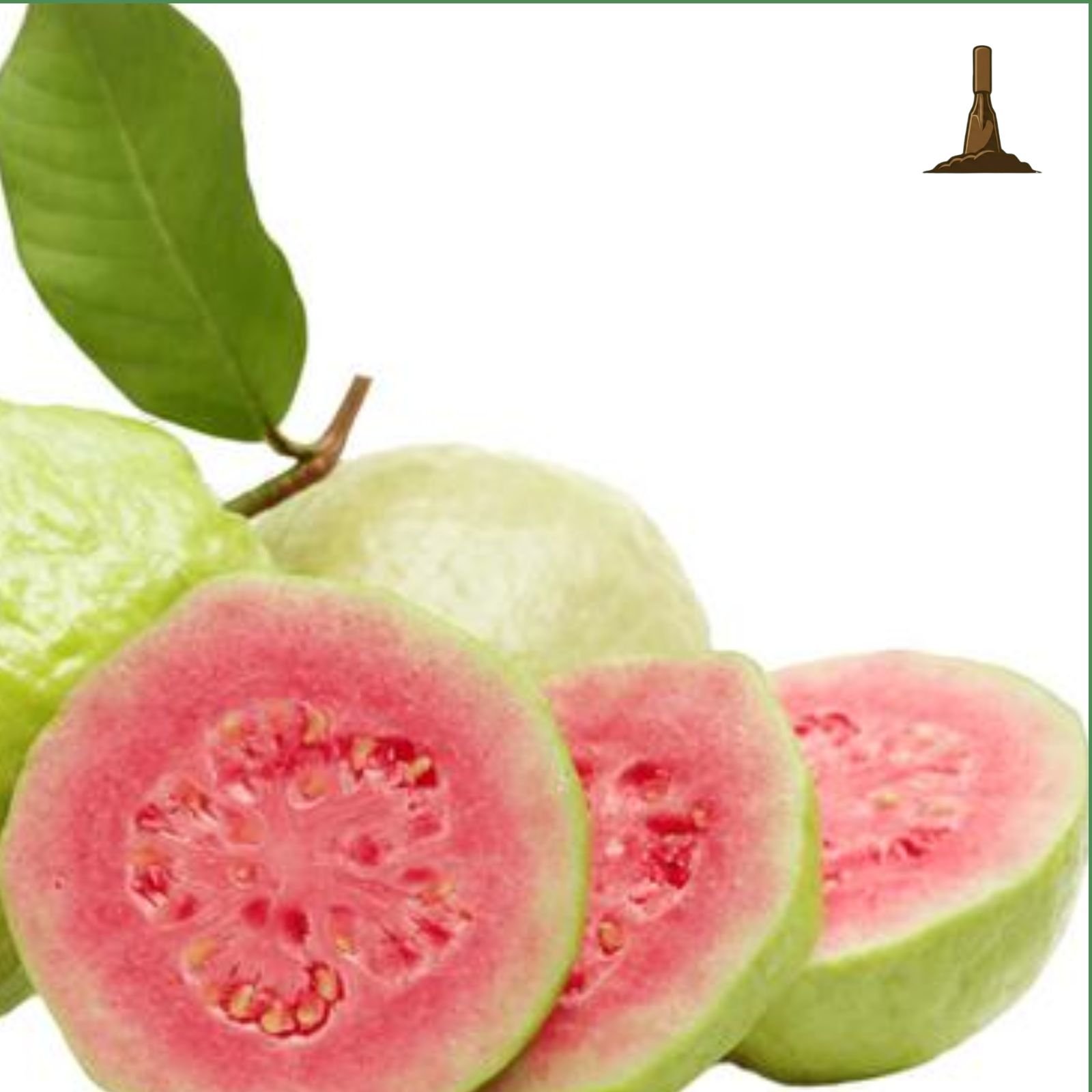 Taiwan Pink Guava -Khurpi Gardens