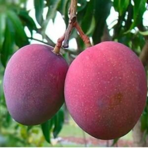 Arunica Mango Plant| Buy Live Mango Plant Online in India| Khurpi