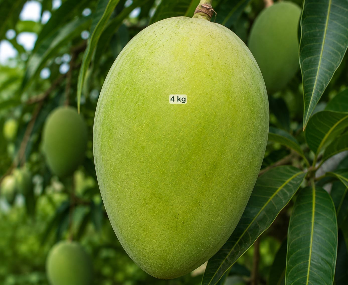 Noorjahan Mango Plant| Buy Live Mango Plant in India Online| Khurpi