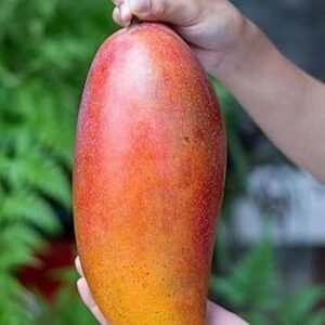Red Ivory Mango Plant| buy Live Mango Plant Online in India