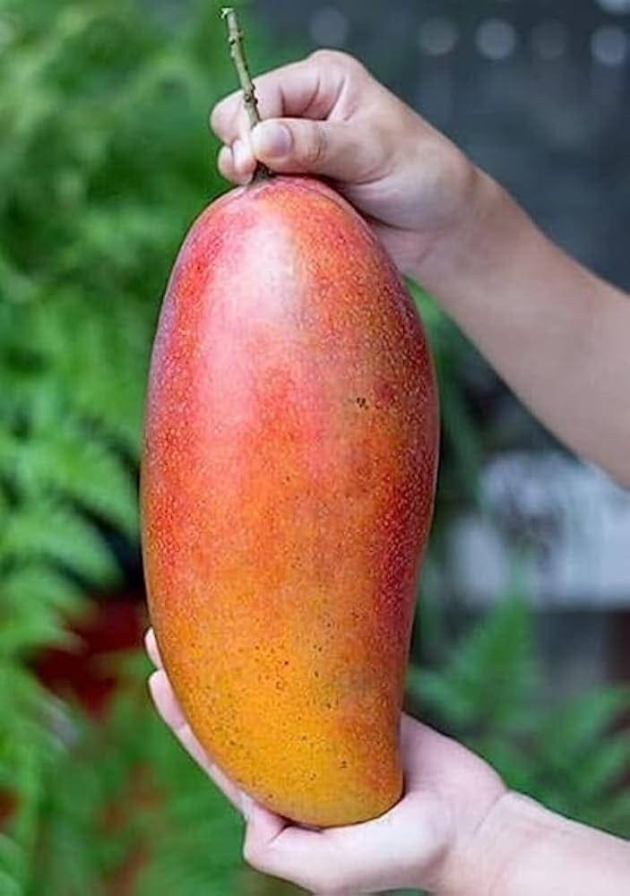 Red Ivory Mango Plant| buy Live Mango Plant Online in India