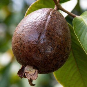 Black Guava Plant| Buy Live Guava Plant Online in India| Khurpi