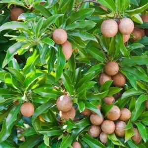 Chiku Plant| Buy Live Chiku Plant Online in India| Khurpi