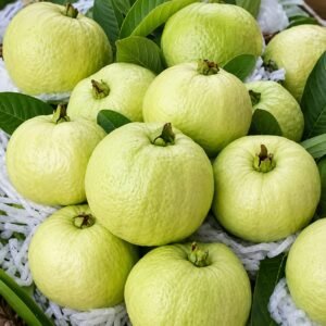 Golden 8 Guava Plant| Buy Live Guava Plant Online in India| Khurpi
