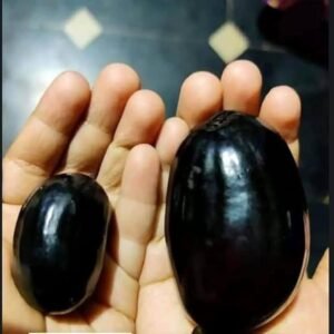 Thai Black 10 Kg Jamun Plant| Buy Live Thai 10 Kg Jamun Online in India| Khurpi