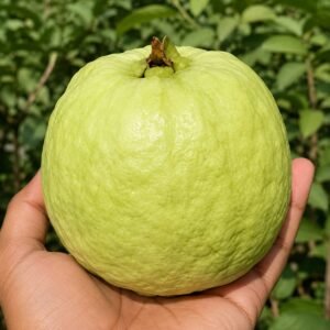 Thai 7 Guava Plant| Buy Live Guava Plant Online in India| Khurpi