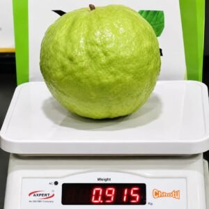 VNR Guava Plant| Buy Live Guava Plant Online in India| Khurpi