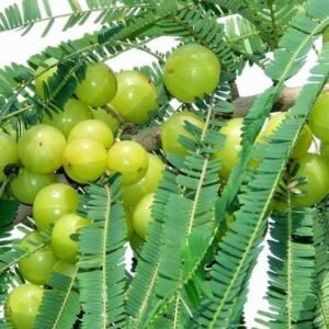 Amla Grafted Plant| Buy Live Amla Plant Online in India| Khurpi