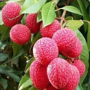China 3 Litchi Plant| Buy Live Litchi Plant Online in India| Khurpi