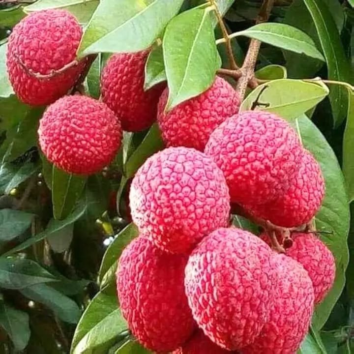 China 3 Litchi Plant| Buy Live Litchi Plant Online in India| Khurpi