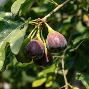 Fig/Anjeer Plant| Buy Live Anjeer Plant Online in India| Khurpi