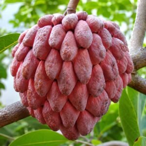 Red Custard Apple Plant| Buy Live Custard Apple Plant Online in India| Khurpi