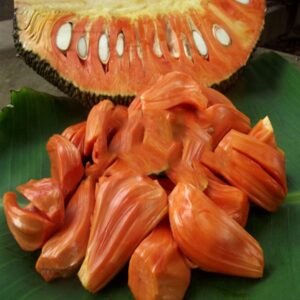 Red Jackfruit Plant| Buy Live Jackfruit Plant Online in India| Khurpi