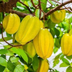 Sweet Starfruit Plant| Buy Live Starfruit Plant Online in India| Khurpi