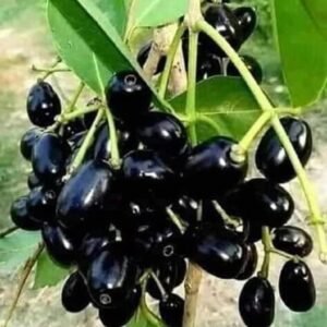 Thai Black jamun Plant| Buy Live Thai Jamun Plant Online in India| Khurpi