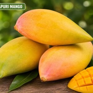 Totapuri Mango Plant| Buy live Guava Plant Online in India| Khurpi