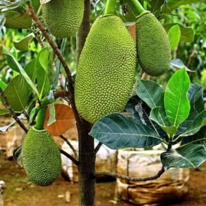 Jackfruit Super Yearly Plant| Buy Live Jackfruit Plant Online in India| Khurpi