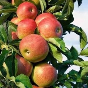 HRMN 99 Apple Grafted Plant| Buy live Apple Plant Online in India| Khurpi