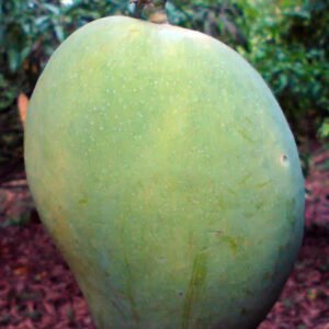 4 kg mango| Buy Live Mango Plant Online in India| Khurpi