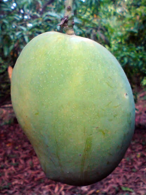 4 kg mango| Buy Live Mango Plant Online in India| Khurpi