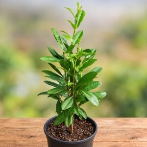All spice Plant| Buy Live Plant Online in India | Khurpi