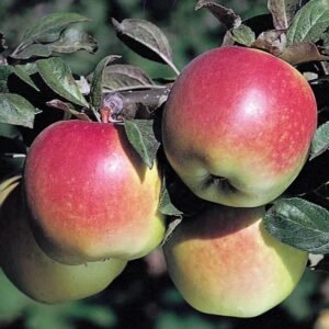 Anna Apple | Buy Live Apple Plant Online in India | Khurpi