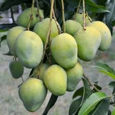 Arka Suprabhath Mango| Buy Live mango Plant in India| Khurpi