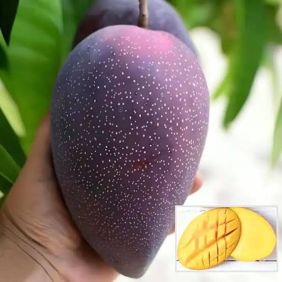 BN 7 MANGO| Buy Live Mango Plant Online in India| Khurpi