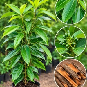 Cinnamon Plant| Buy Live Plant Online in India | Khurpi