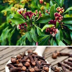 Clove Plant| Buy live Plant Online in India | Khurpi