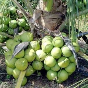 Ganga Bardhan coconut| Buy Live Coconut Plant Online in India| Khurpi