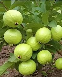 Ghoti Guava| Buy Live Guava Plant Online in India| Khurpi
