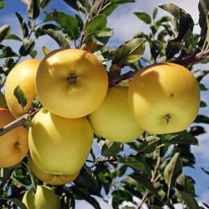 Golden Dorsett Apple | Buy Live Apple Plant Online in India | Khurpi